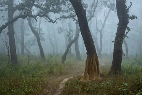 Path through the deciduous misty forest in Chitwan National Park buffer zone Stock Photos