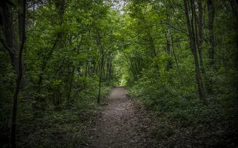 A Path Through the Deep Forest Stock Photos