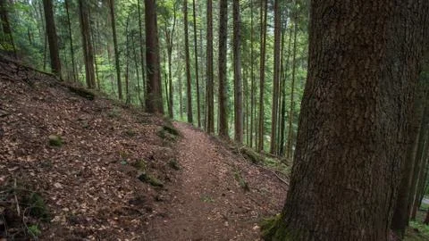 Path through deep woods Stock Photos