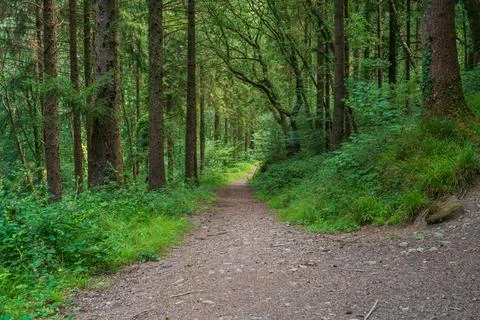 Path through Deer Park Forest woodland in Cornwall United Kingdom Фото
