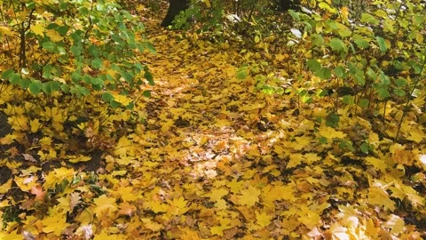 A path through a dense deciduous forest is covered with yellow maple leaves. 動画素材 321154327