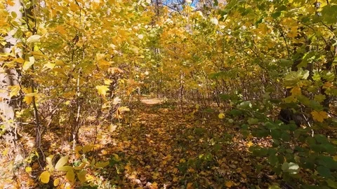 A path through a dense deciduous forest is covered with yellow maple leaves. Stock Footage 323880989
