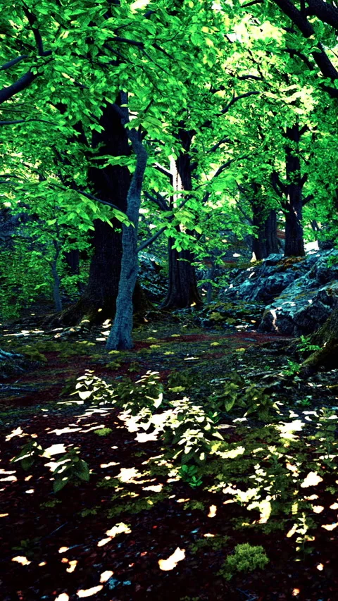 Path through dense forest with bright green trees and sunlight shining down Stock Footage 340272410