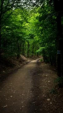 Path through the dense forest. Stock Photos
