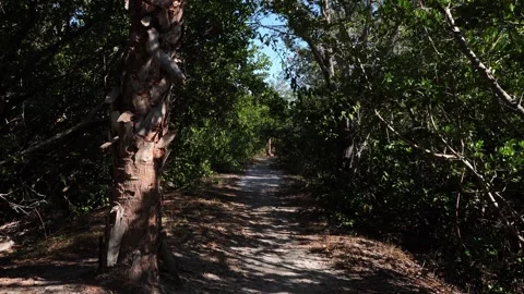 A path through a dense forest with trees on both sides gives a dimension of Vídeo Stock 331227052