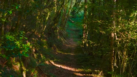 Path Through A Dense, Green Forest. - aerial shot Stock Footage 319390551