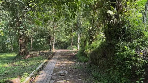 Path Through Dense Jungle, Camera Moving Forward, Immersive Tracking Shot Stock-Footage 324774718