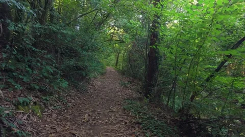 Path Through Dense Trees - Mountain Hiking Trail - A Serra de Outes - A Coruña 스톡 동영상 345066374
