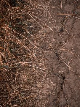 A path through drought-cracked ground in the wilderness Foto stock