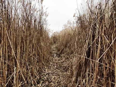 Path through a dry reed Stock Photos
