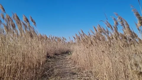 Path through dry reeds swaying in the wind under a clear blue sky Stock Footage 303854083