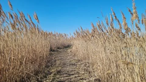 Path through dry reeds under blue sky. Stock Photos