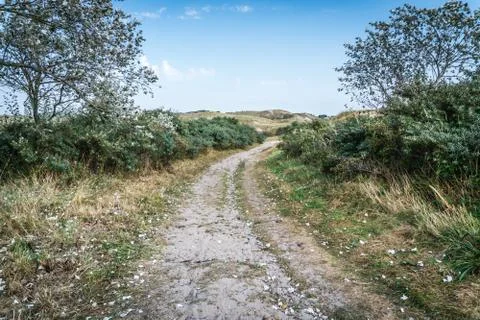 Path through the dunes sprinkled with silve poplar leaves Foto stock