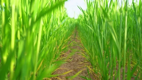 Path through the ears of green wheat on the field against the backdrop of the su Stock Footage 197328471