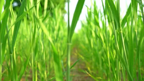 Path through the ears of green wheat on the field against the backdrop of the su Stock Footage 197328535