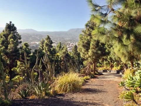 Path through the endemic Tenerife pine forest near La Hoya, Garafia Stock Photos