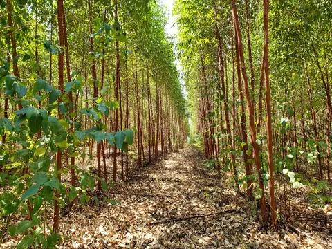 Path through the eucalyptus forest Stock Photos
