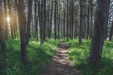 Path through evergreen coniferous forest. Foto stock