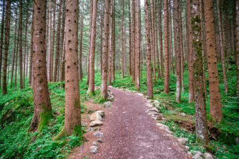 Path through evergreen coniferous forest - Recreation and Relaxation in natur 库存照片