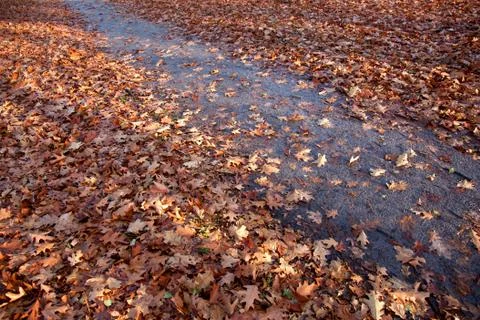 Path through fallen leaves lit by setting sun Stock Photos