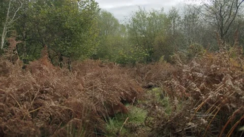 Path through ferns Stock Footage 203904067