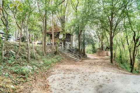 Path through a field along trees in summer Stock Photos