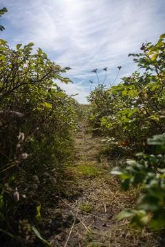 A path through a field of bushes with a clear blue sky above Stock Photos