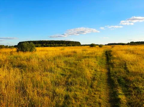 Path Through a Field of Dry Grass Leading to a Distant Forest Under a Clear.. Stock Photos