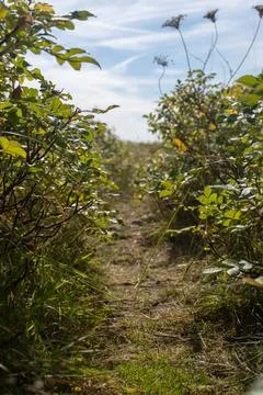 A path through a field of grass and bushes Stock Photos