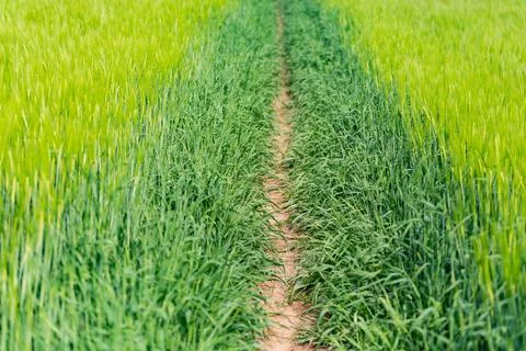 A path through a field Stock Photos