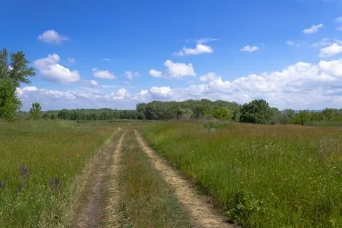 Path through a field with thick grass. Stock Photos