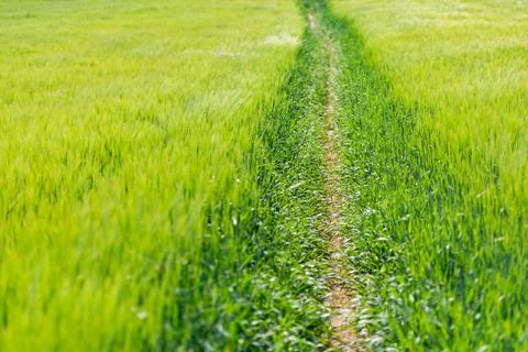A path through fields of rye Stock Photos