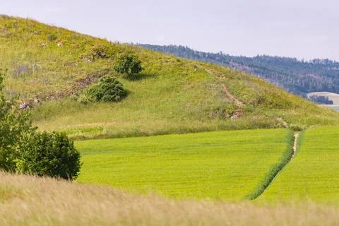 A path through fields of rye Stock Photos