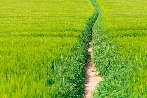 A path through fields of rye Stock Photos