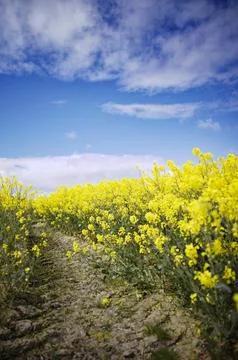 Path through flowering rapeseed field in spring, East Frisia, Lower Saxony, Stock Photos