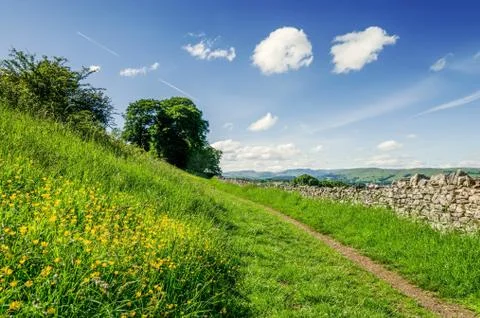 A path through a flowery meadow. Stock Photos