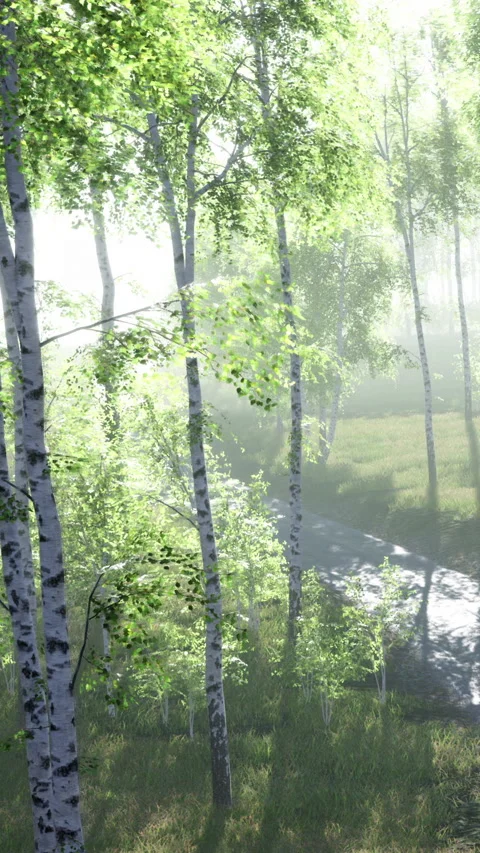 Path through a foggy forest with birch trees and green foliage Stock Footage 338419575