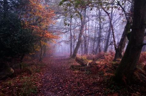 Path through foggy misty autumn forest landscape at dawn Stock Photos