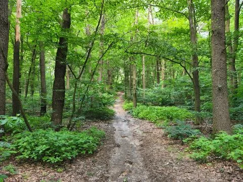 Path through the foliage. A road through a dense forest Фото
