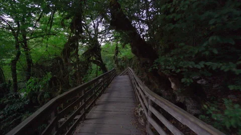 Path through Forest. 4K Footage in Turkey Stock Footage 147071732