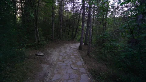 Path through Forest. 4K Footage in Turkey Stock Footage 147072086