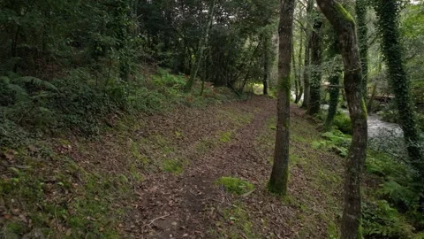 Path Through The Forest Along The River Stock Footage 291527514