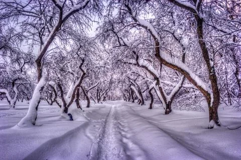 Path through a forest with apple trees and mist 스톡 사진