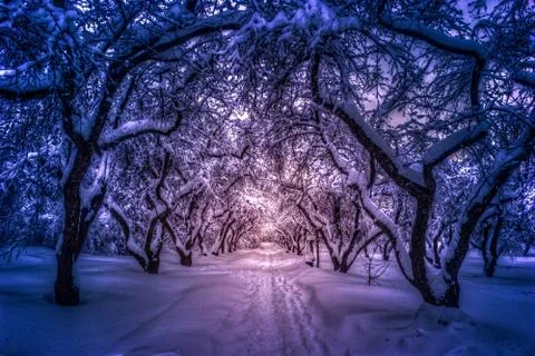 Path through a forest with apple trees and mist Stock Photos