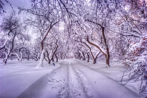 Path through a forest with apple trees and mist 스톡 사진