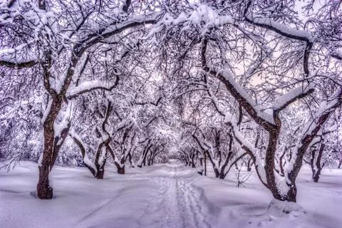 Path through a forest with apple trees and mist Foto stock
