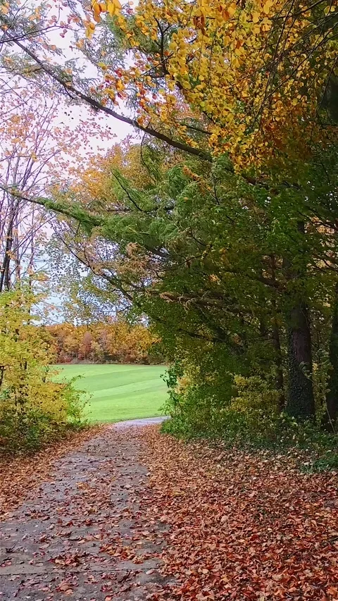 Path through a forest in autumn Stock-Footage 320737880