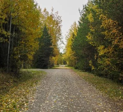 Path through a forest in autumn Stock Photos