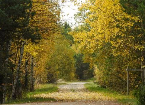 Path through a forest in autumn Stock Photos