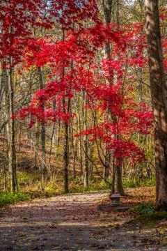 Path through the forest in autumn Stock Photos